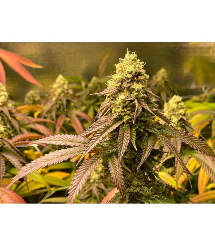 Trainwreck - Image 2