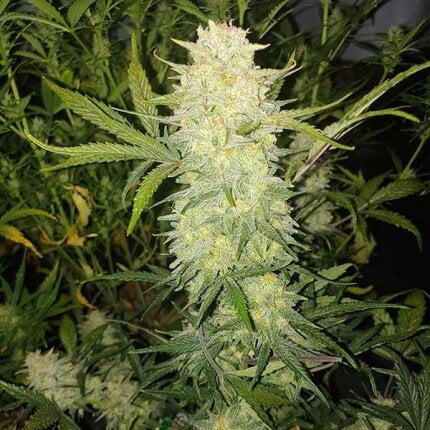 Critical auto.jpg 4