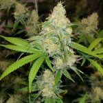 Exodus Cheese - Image 2