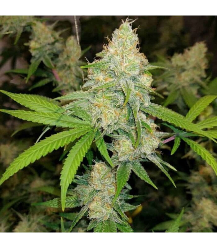 Exodus Cheese - Image 2