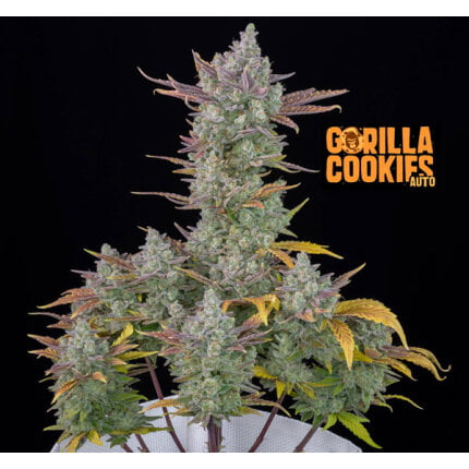 Gorilla Cookies Auto