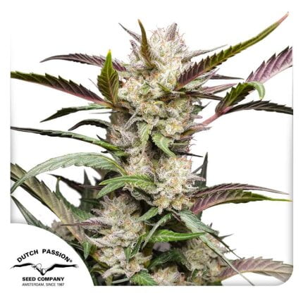 Auto mimosa punch dutch passion seed company