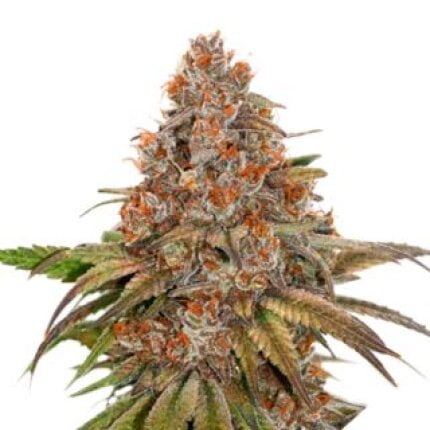 Blue Moby Fem