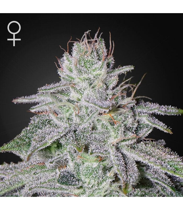 Franco's Lemon Cheese - Image 1