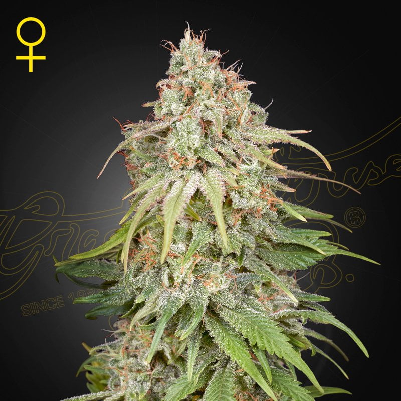 GHAmnesia GH Amnesia - Image 1