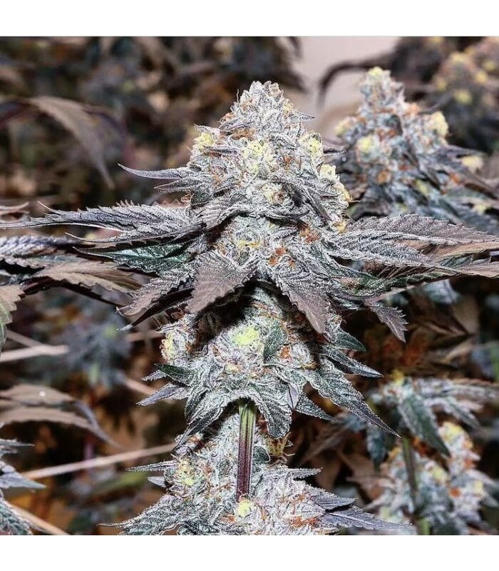 Gelato 41 x Gelato 41 Auto - Image 2