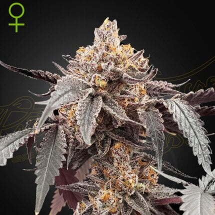 Guava x Gelato 41 Auto