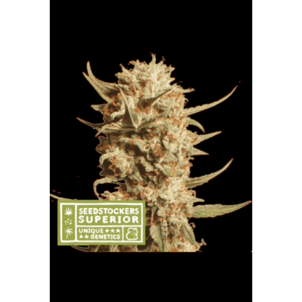 Thunder Banana Auto