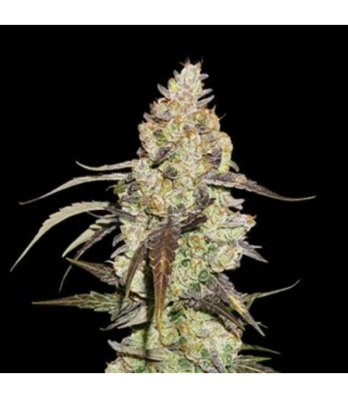 Thunder Banana Fem - Image 3