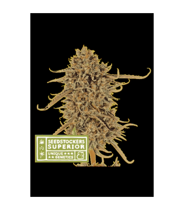 Thunder Banana Fem - Image 1