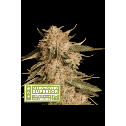 Triton Biscotto Lime Auto