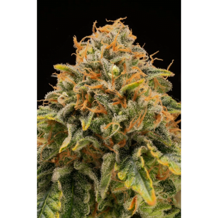 Triton Biscotto Lime Fem