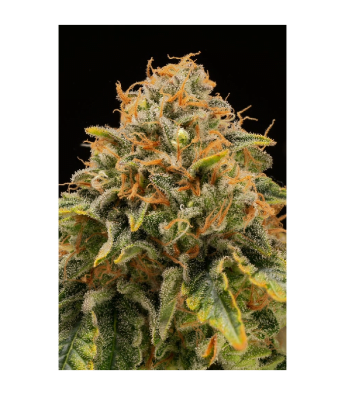 Triton Biscotto Lime Fem - Image 1