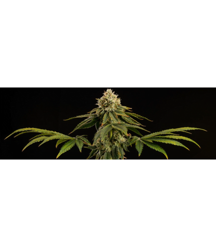 Triton Biscotto Lime Fem - Image 2