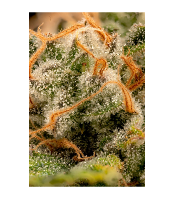 Triton Biscotto Lime Fem - Image 3