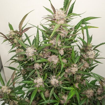 Auto mimosa punch