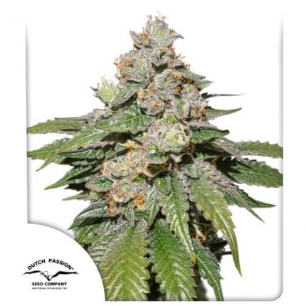 Auto mokum s tulip