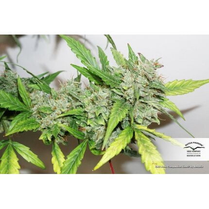 Cbd auto compassion lime