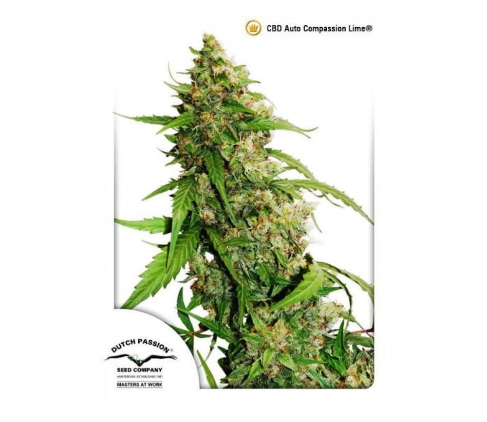 CBD Auto Compassion Lime