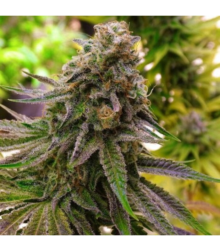 Cherry OG