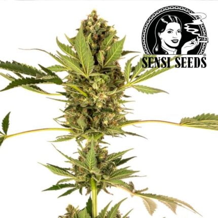 Himalayan CBD