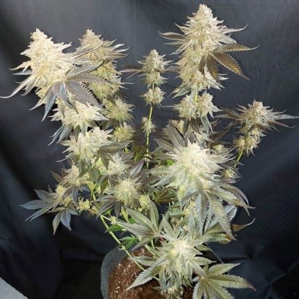 Mokum s tulip
