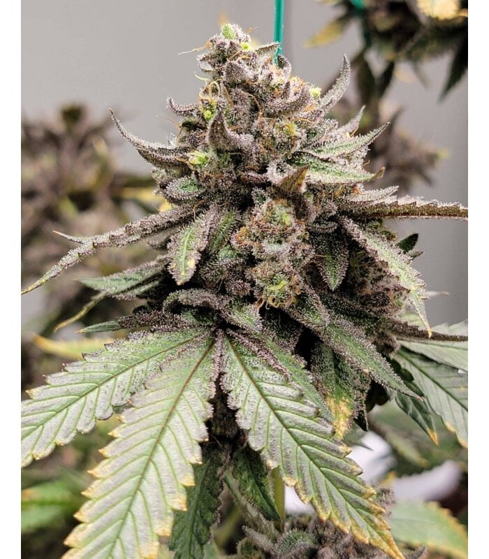 Comprá semillas de cannabis Runtz x Tropicanna Cookies en Semishop