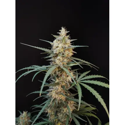 Chemdawg Auto