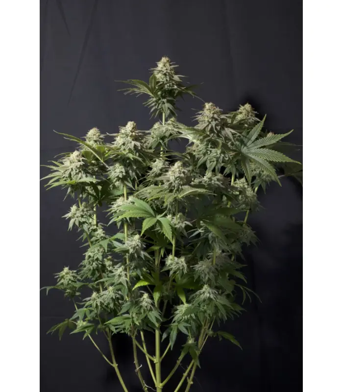 Orange Sherbet FF - Image 2
