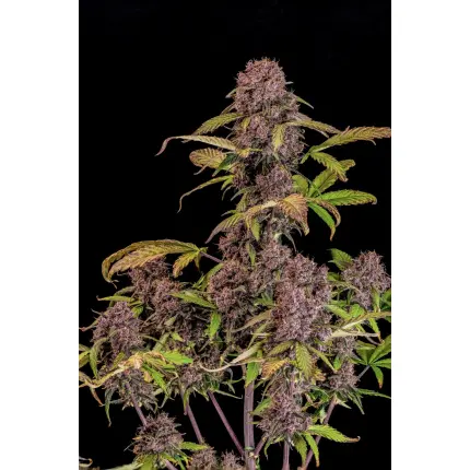 Lemon Cherry Cookies Auto