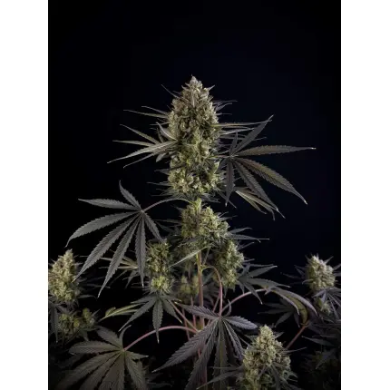 Pound Cake Auto