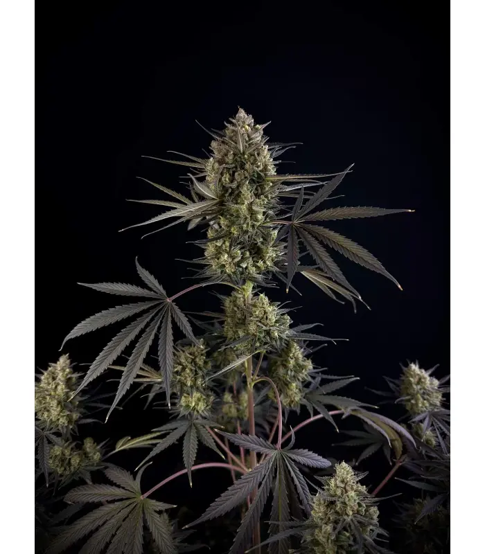 Pound Cake Auto