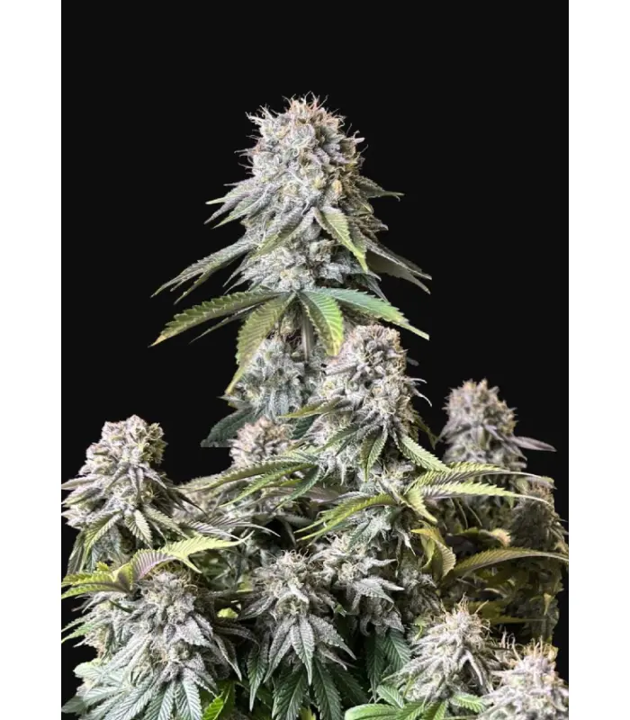 Orange Sherbet FF