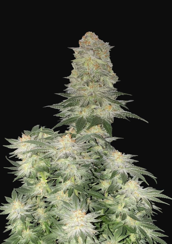 Wedding Cheesecake FF