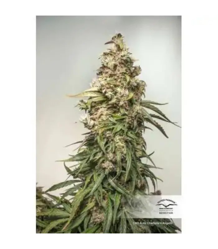 CBD Auto Charlotte´s Angel - Image 2