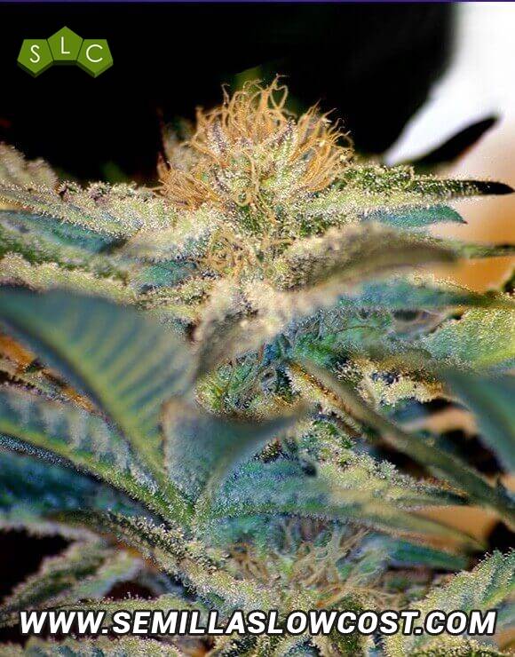 mohan-ram Mohan Ram Version Rápida - Image 1