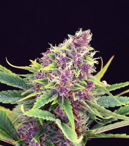purple-kush Purple Kush - Image 1