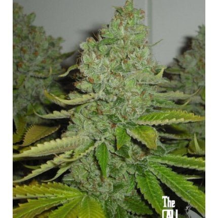 San Fernando Valley OG