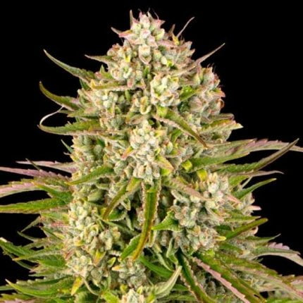 Wedding Cake Auto