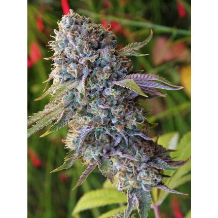 Gorilash 5 web (1)