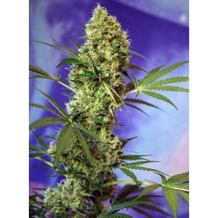 Big devil auto (1)