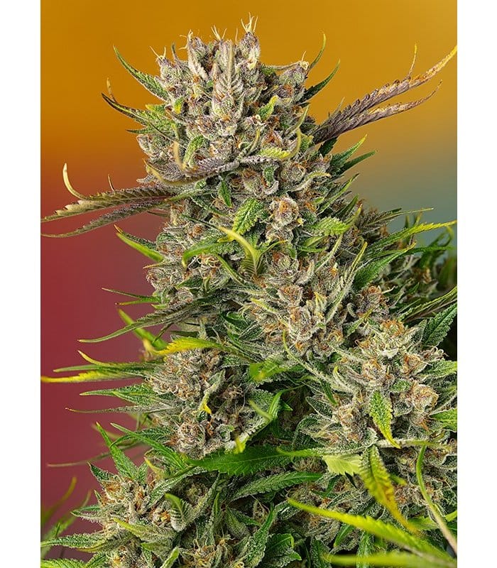 Papaya Zoap Auto - Image 1