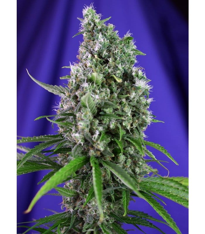 Sweet Trainwreck Auto - Image 1