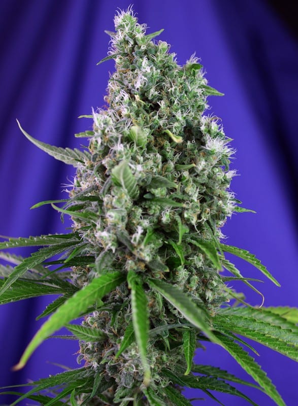 sweet-trainwreck-auto (1) Sweet Trainwreck Auto - Image 1