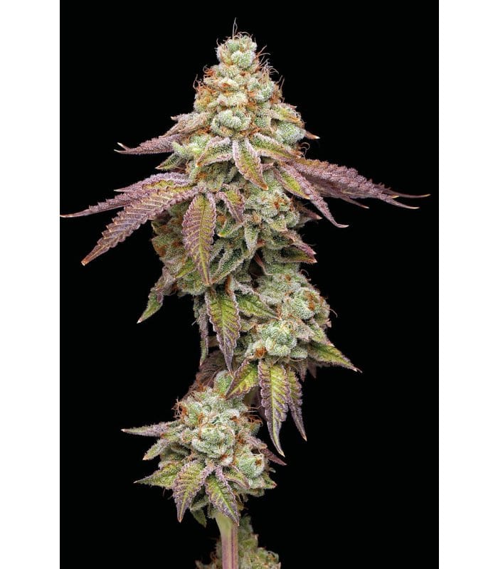 Tropical Zmoothie - Image 2