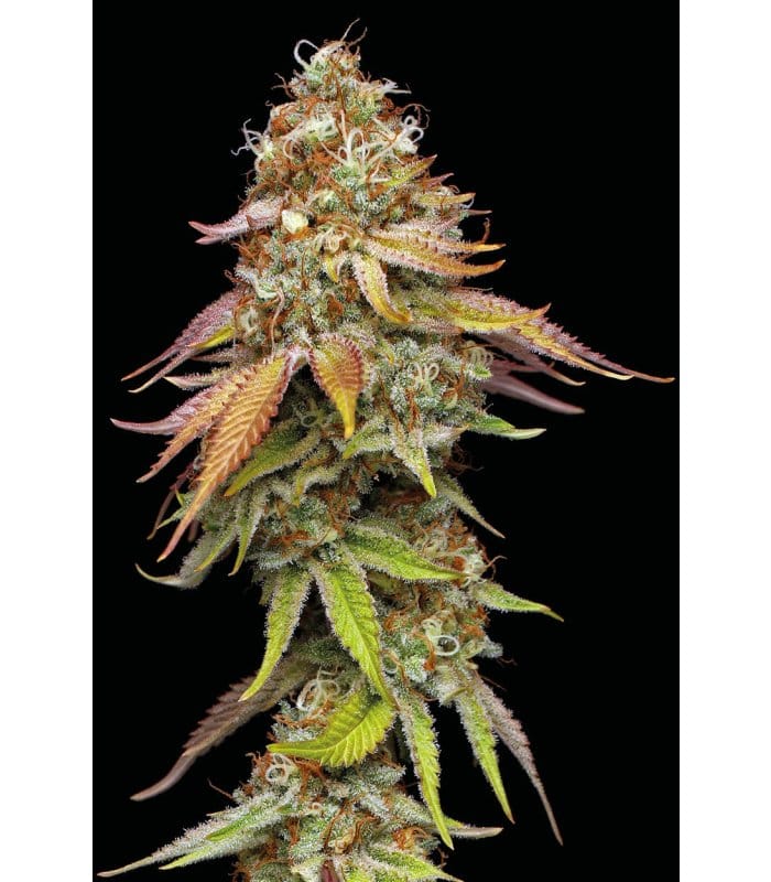 Terp & Tonic - Image 2