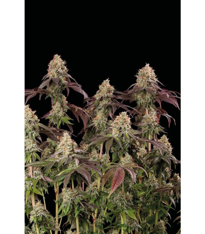 Tropical Zmoothie - Image 3