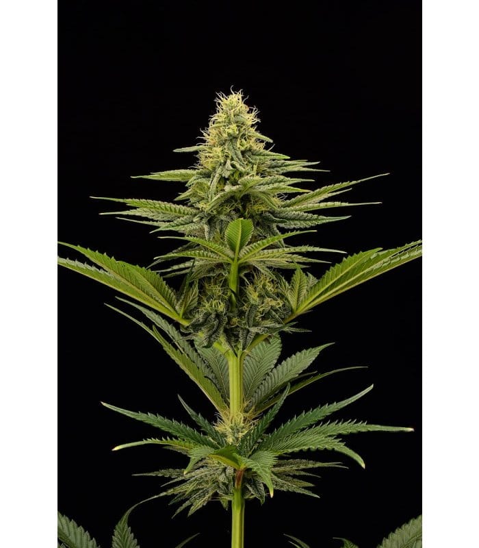 Terp & Tonic - Image 3
