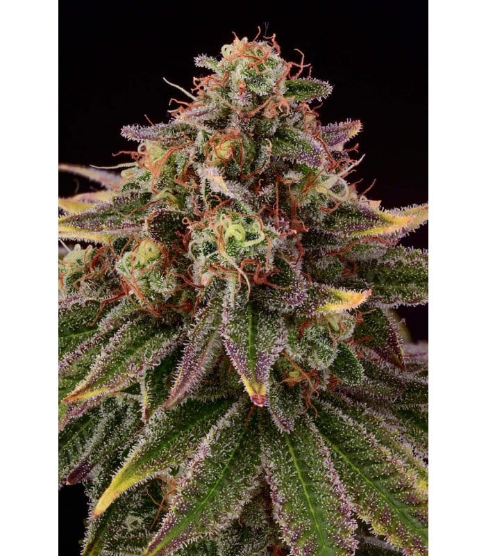 Tropical Zmoothie - Image 4