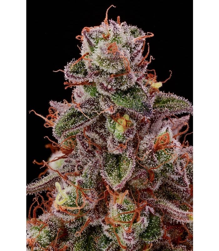 Terp & Tonic - Image 4